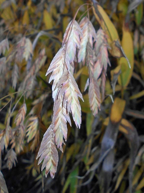 Chasmanthium latifolium | Northern Sea Oats | 50 Seeds