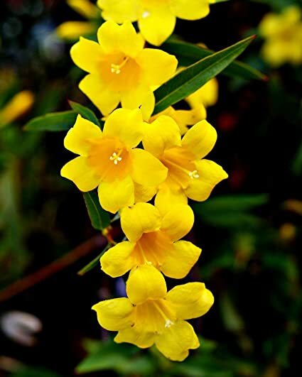 Carolina Jessamine Live Plants Yellow Flower
