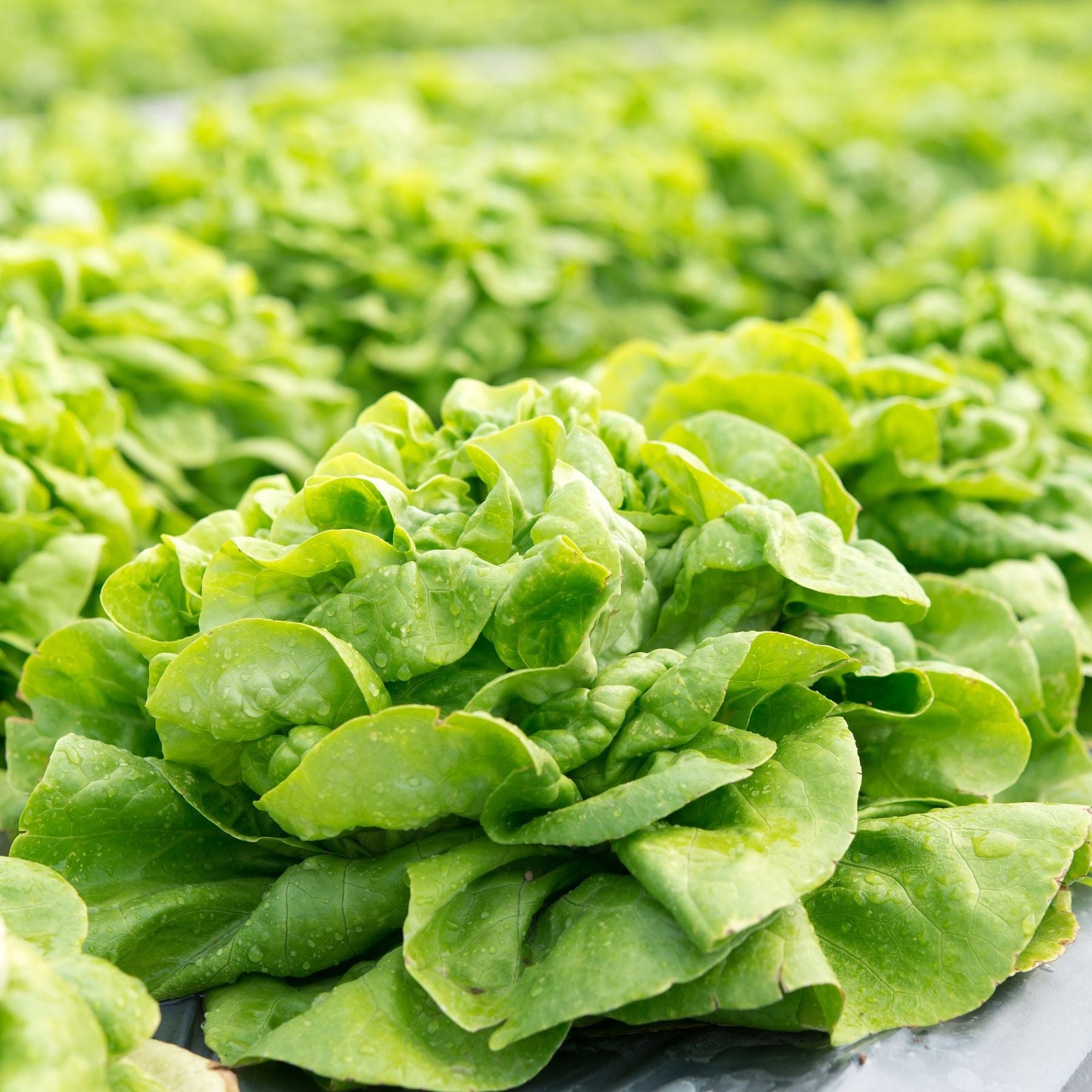 Mr. Fothergill’s Lettuce Butterhead Seed Oh Sow Simple, Easy to Grow