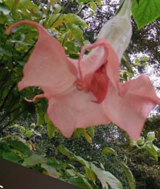 Brugmansia Bundle Angel Trumpets (Fred Sommers)