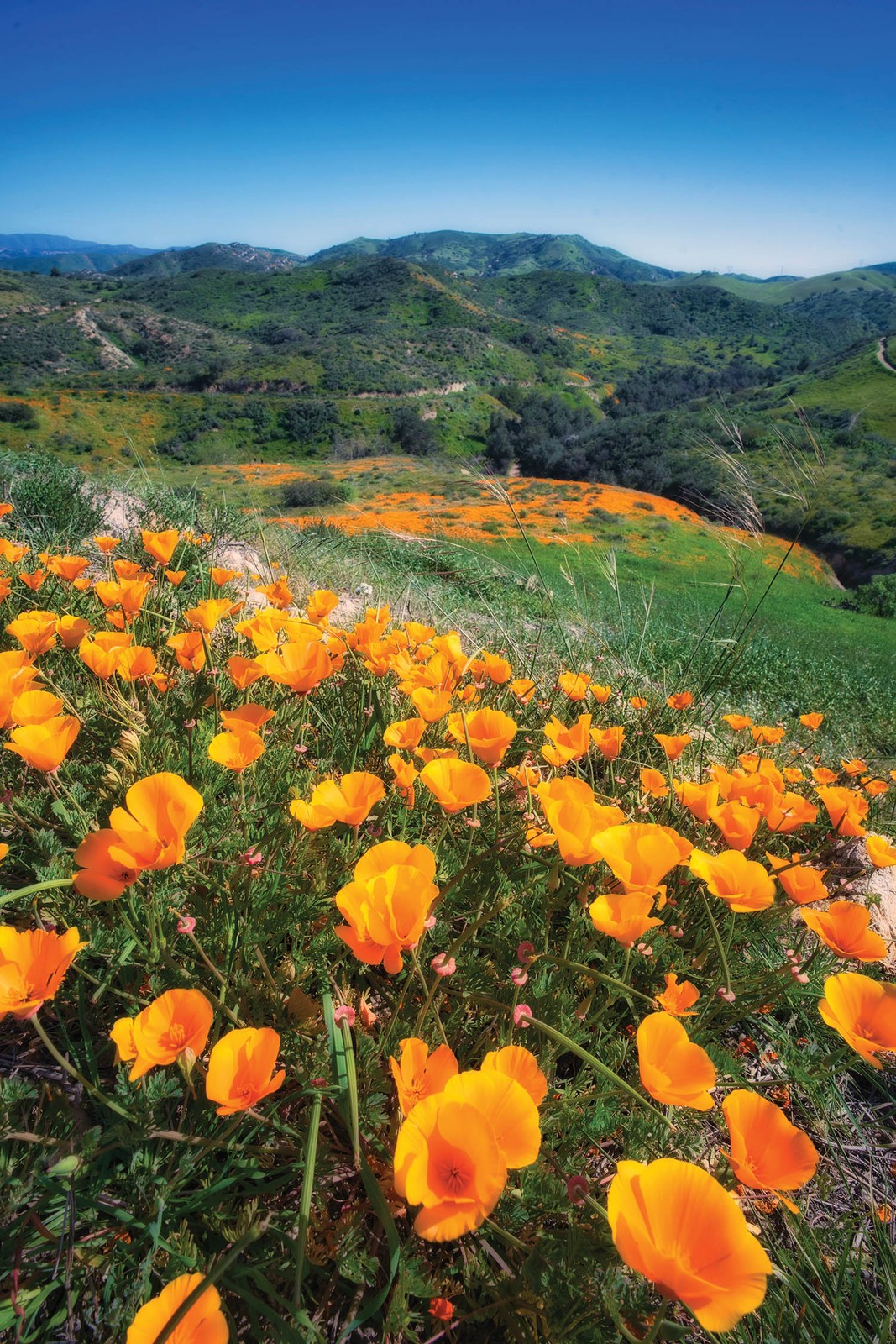 Giant Orange California Poppy Seeds |Cup of Gold Poppies Garden Flower Seed 2024