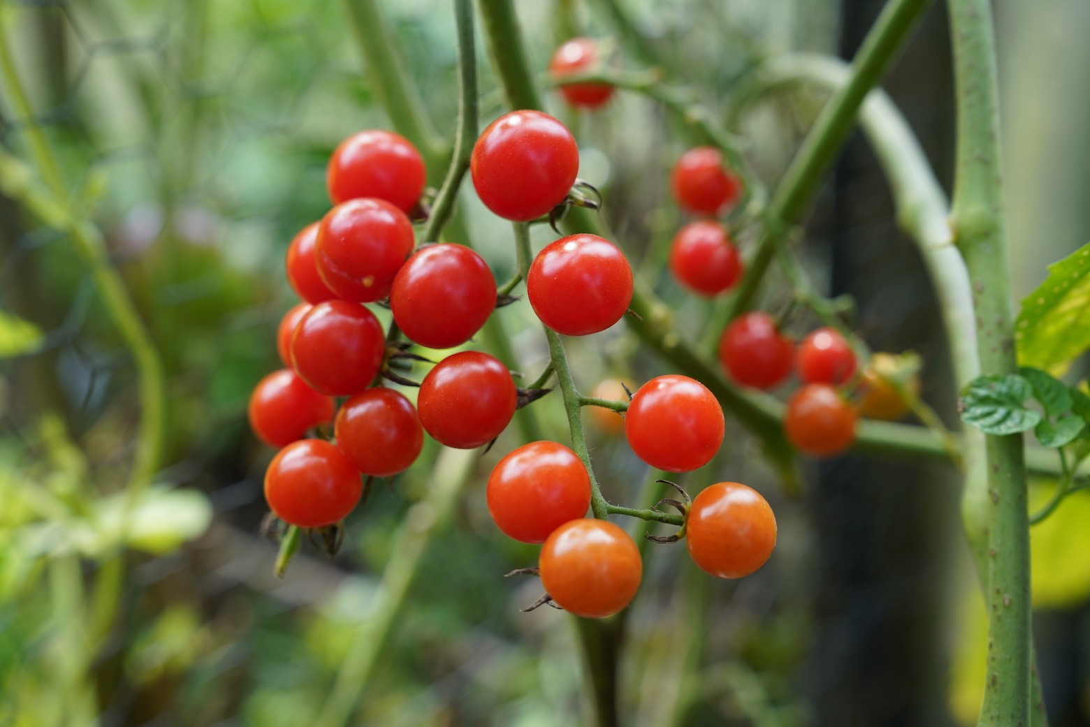 Sweet Aperitif Tomato 10pk ORGANIC VARIETY