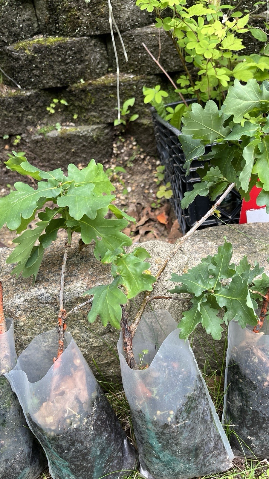 Quercus robur ‘Compacta’ Dwarf Compact English Oak Grafted Tree Rare Item