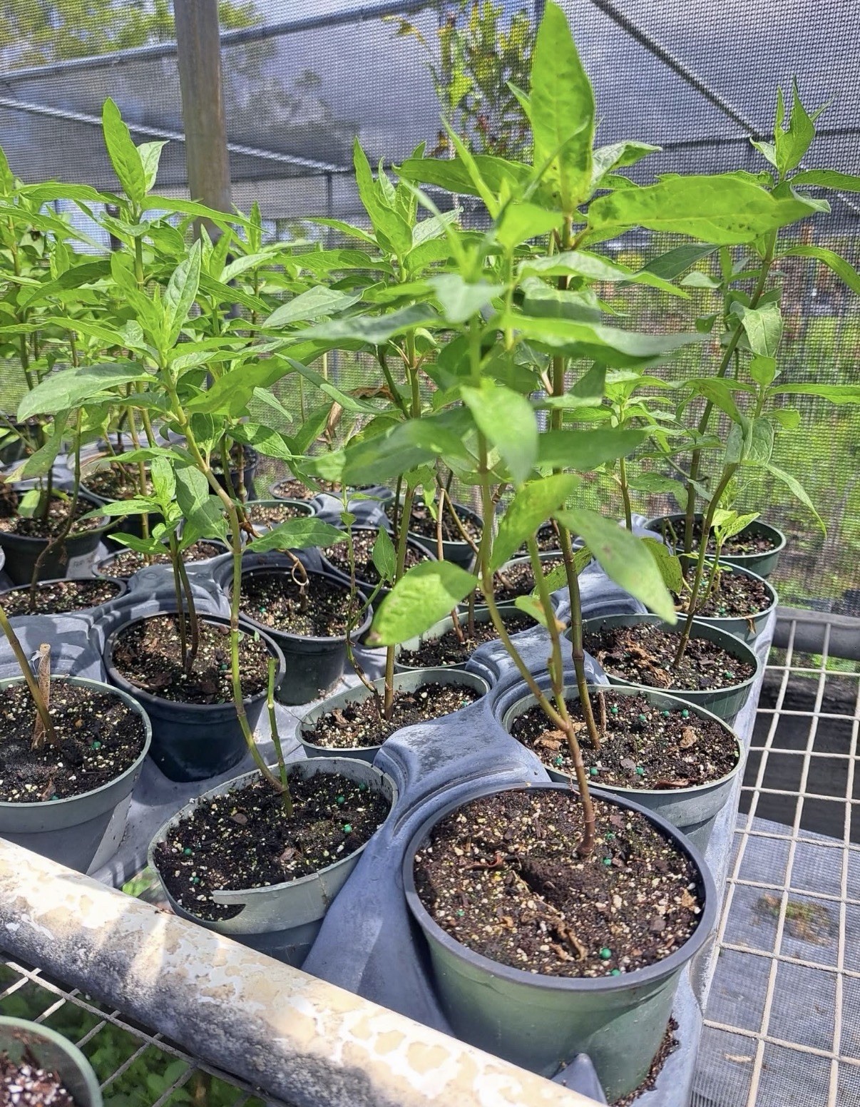 Set 2 Orange Milkweed Live Starter Plant – 3-8″ Tall – Monarch Butterfly Attract