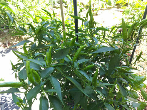 Extreme Hot Green Indian Chili – 20 Seeds – Australian Grown Seeds