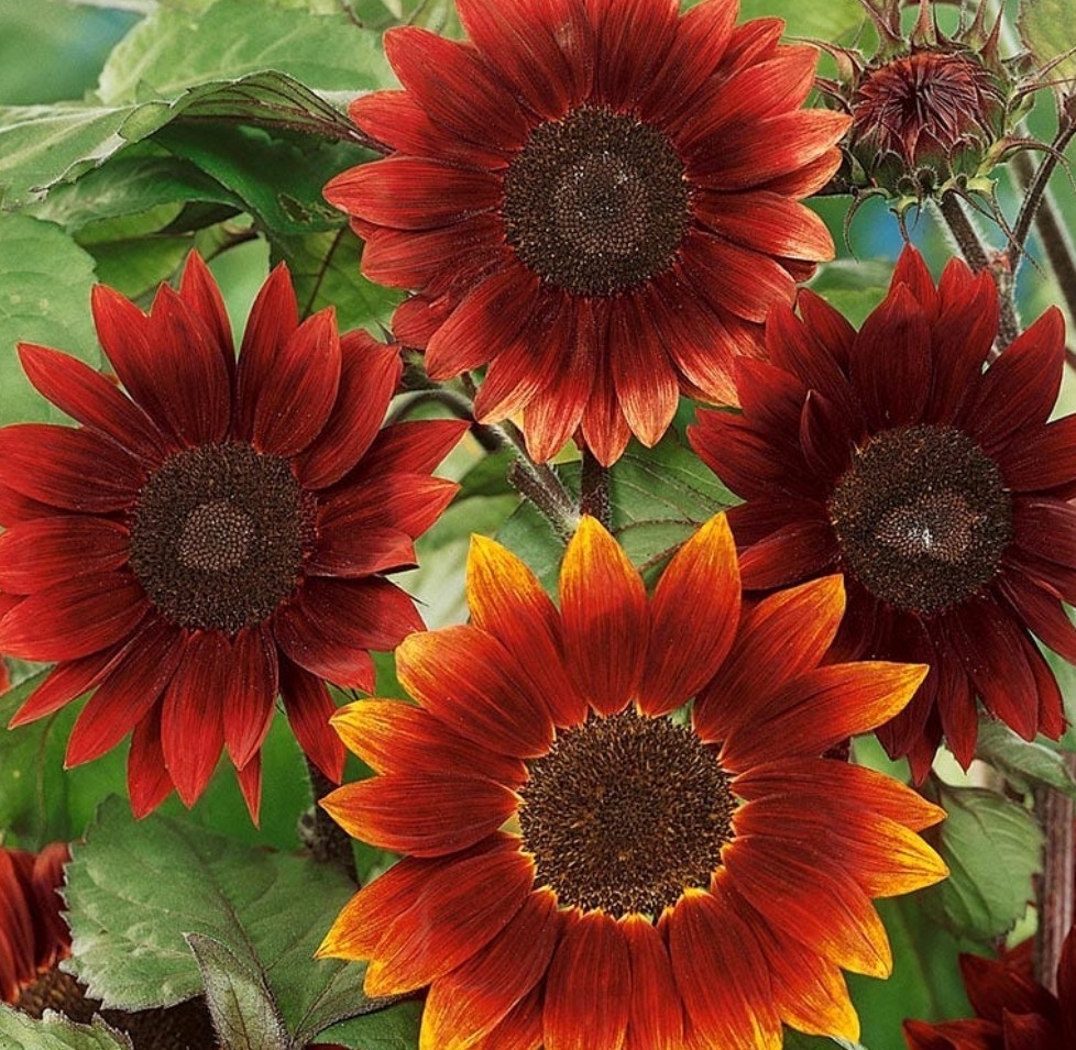 50+ Rouge Royale Sunflower Seeds **Fresh Seeds** ~~Free Shipping~~