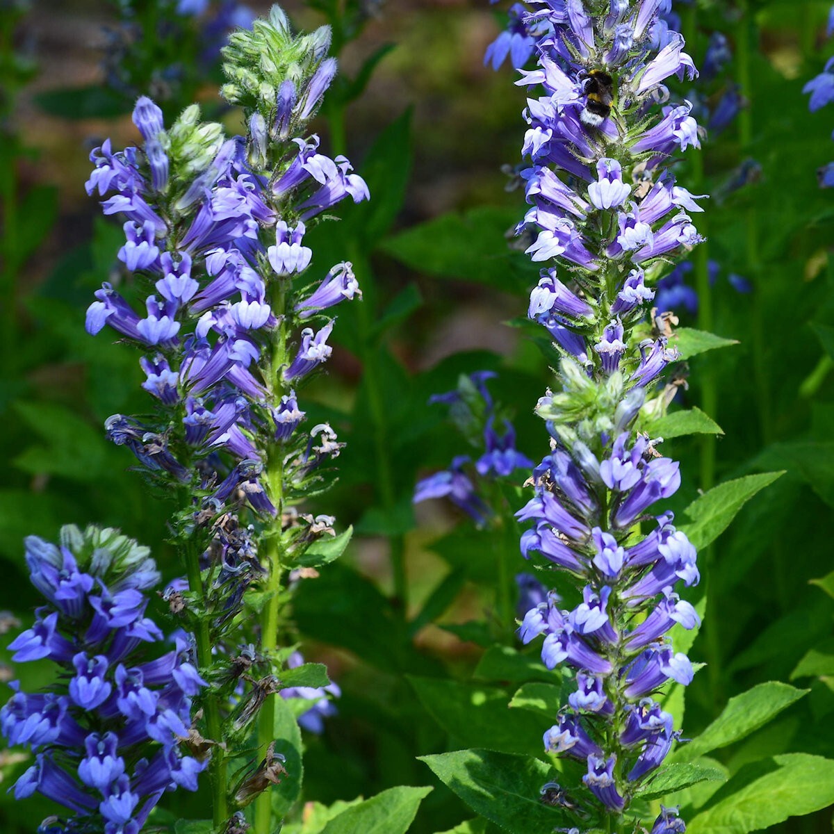 2000 Great Blue Lobelia Wildflower Seeds – Everwilde Farms Mylar Seed Packet