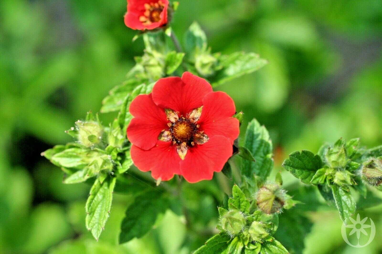 100+PONTENTILLA SCARLET CINQUEFOIL Seed Native Perennial Compact Flowering Shrub