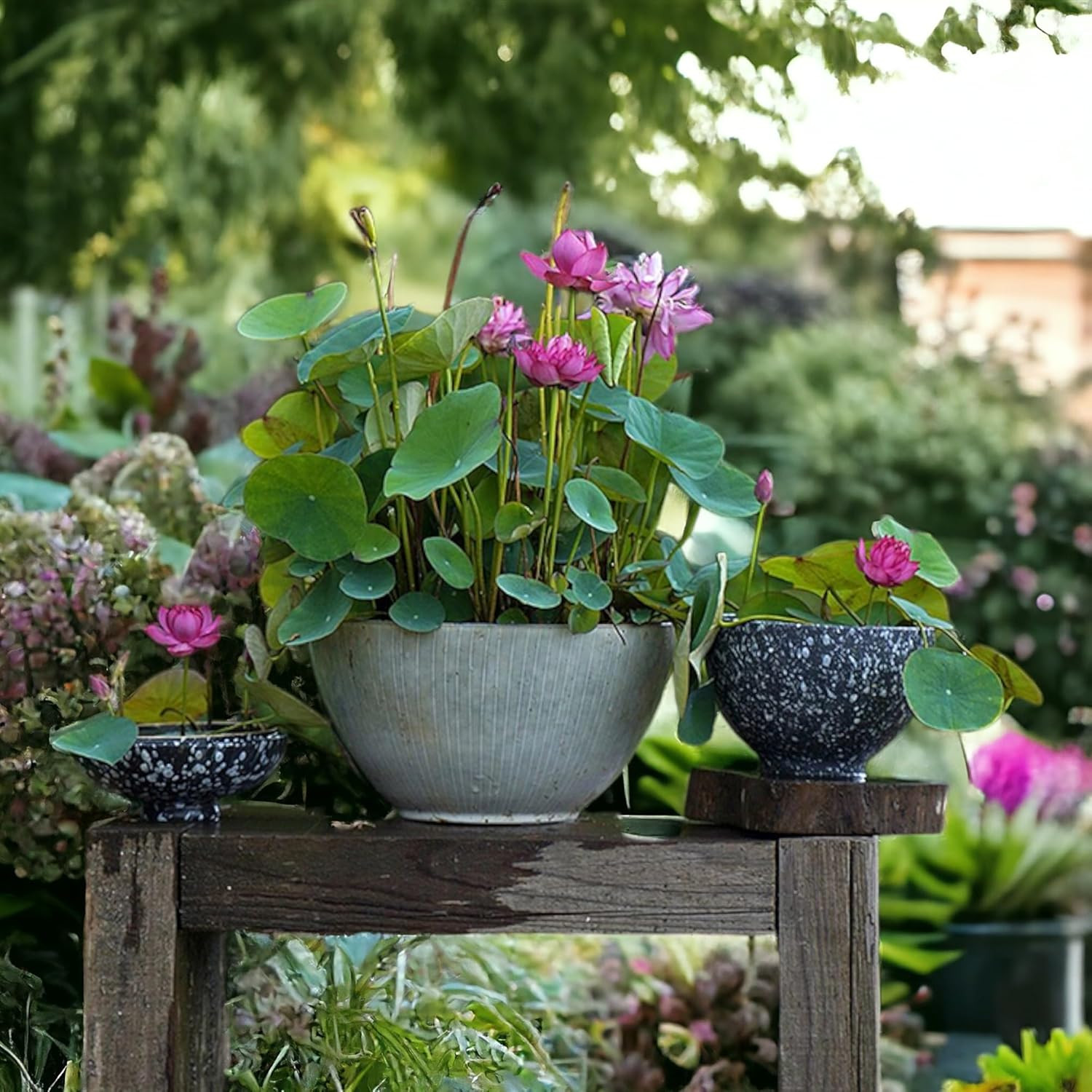 20Pcs Mixed Pink, Red & Green Color Bowl Lotus Seeds for Planting Beautiful Wate