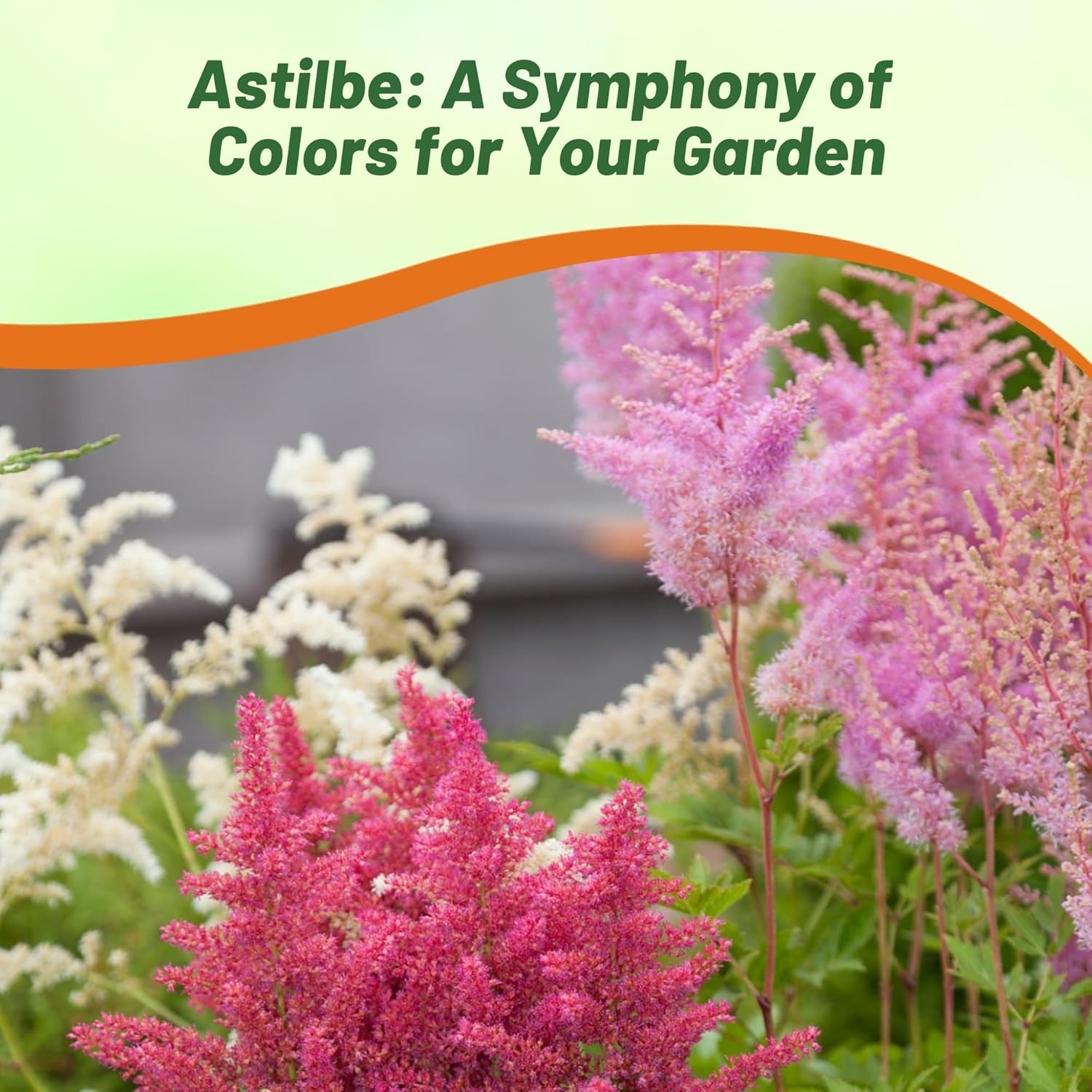 1000 Seeds Astilbe Seed Mix For Planting – Astilbe Arendsii Bunter Flower Seed
