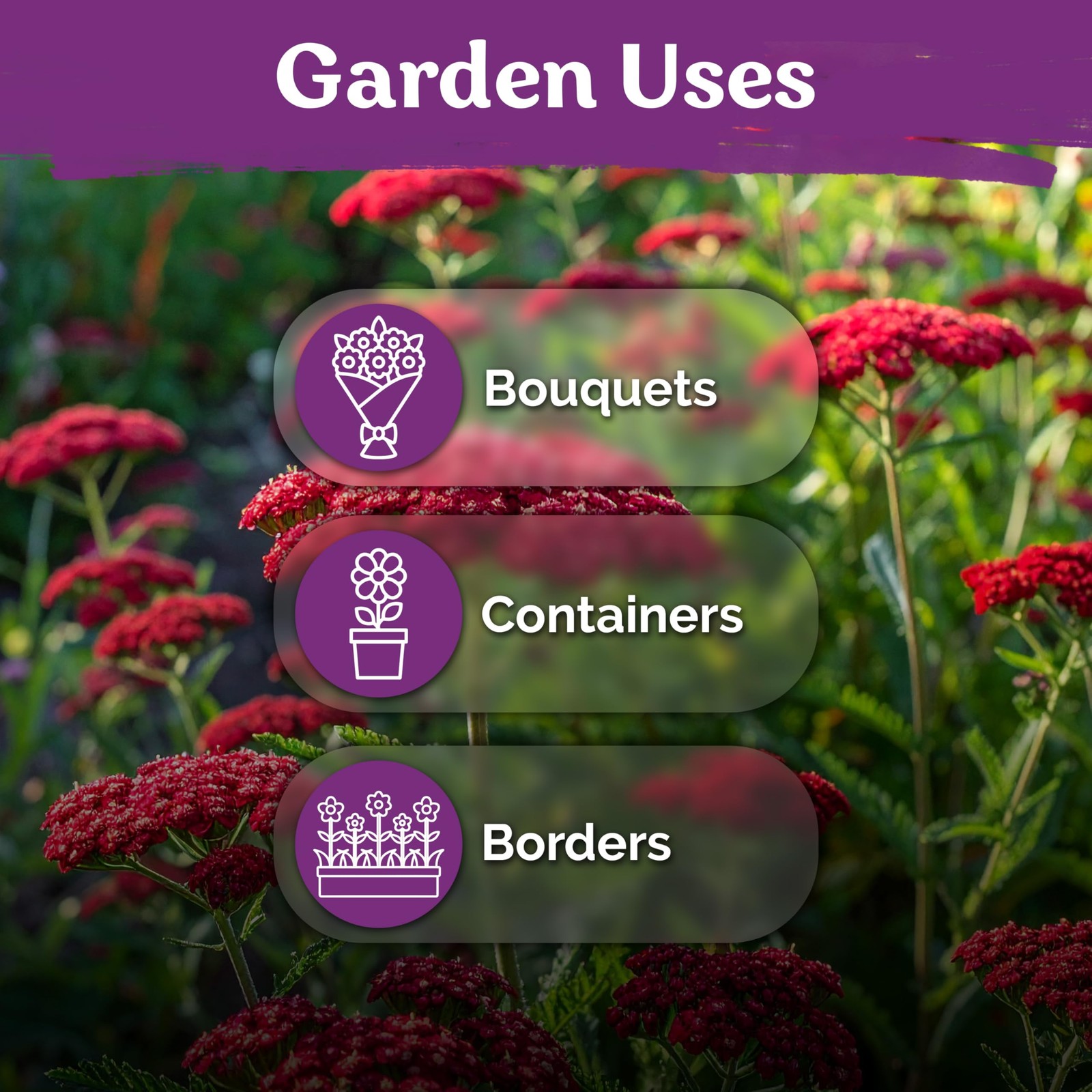 KVITER 7000 Red Yarrow Seeds (Achillea Millefolium Rubra)