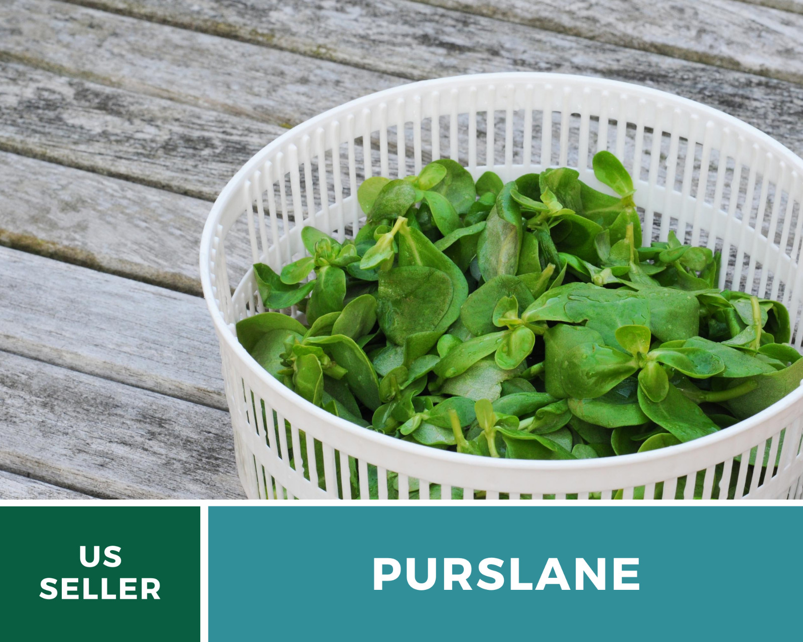 Purslane • Portulaca Oleracea Sativa • Medicinal Herb • 100 fresh seeds
