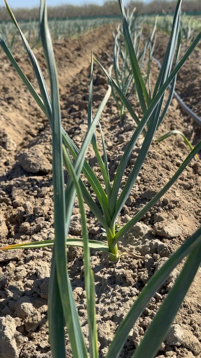 USDA Organic CA Early Garlic Bulbs | Mild Gourmet Garlic | California Grown