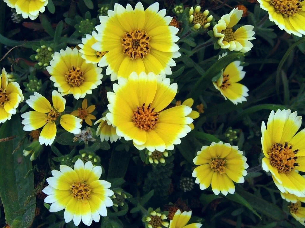 TIDY TIPS FLOWER 100 FRESH SEEDS FREE SHIPPING, HOME GARDEN, POTS