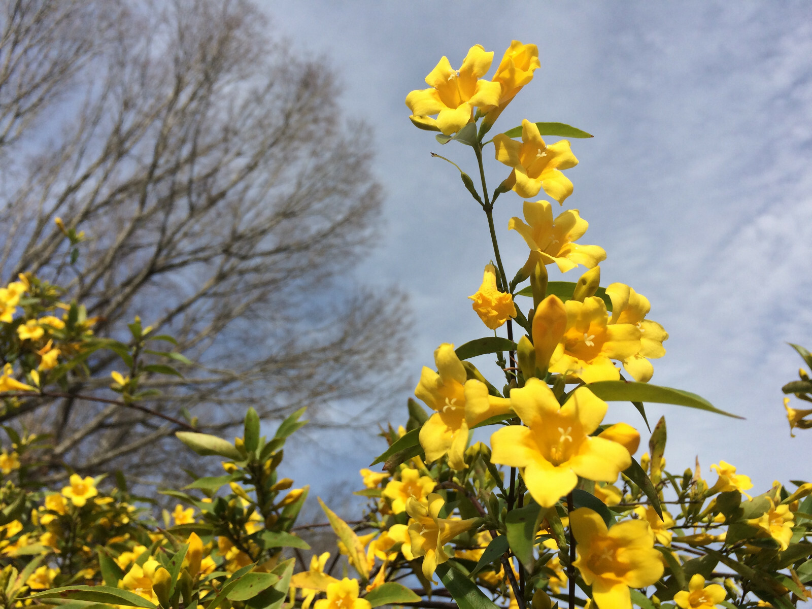 Carolina Yellow Jasmine (Gelsemium sempervirens) Fragrant Beautiful Vine [40+ct]