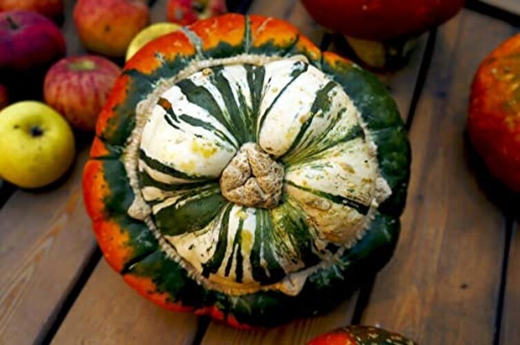 Seeds Ornamental Pumpkin Turk’s Turban 10+ Seeds for Growing Decorative and