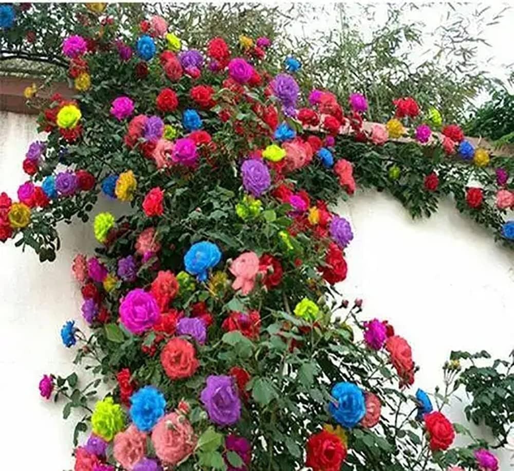 Long-Blooming Mix Climbing Rose Seeds – 200+ Heirloom Seeds for All Seasons
