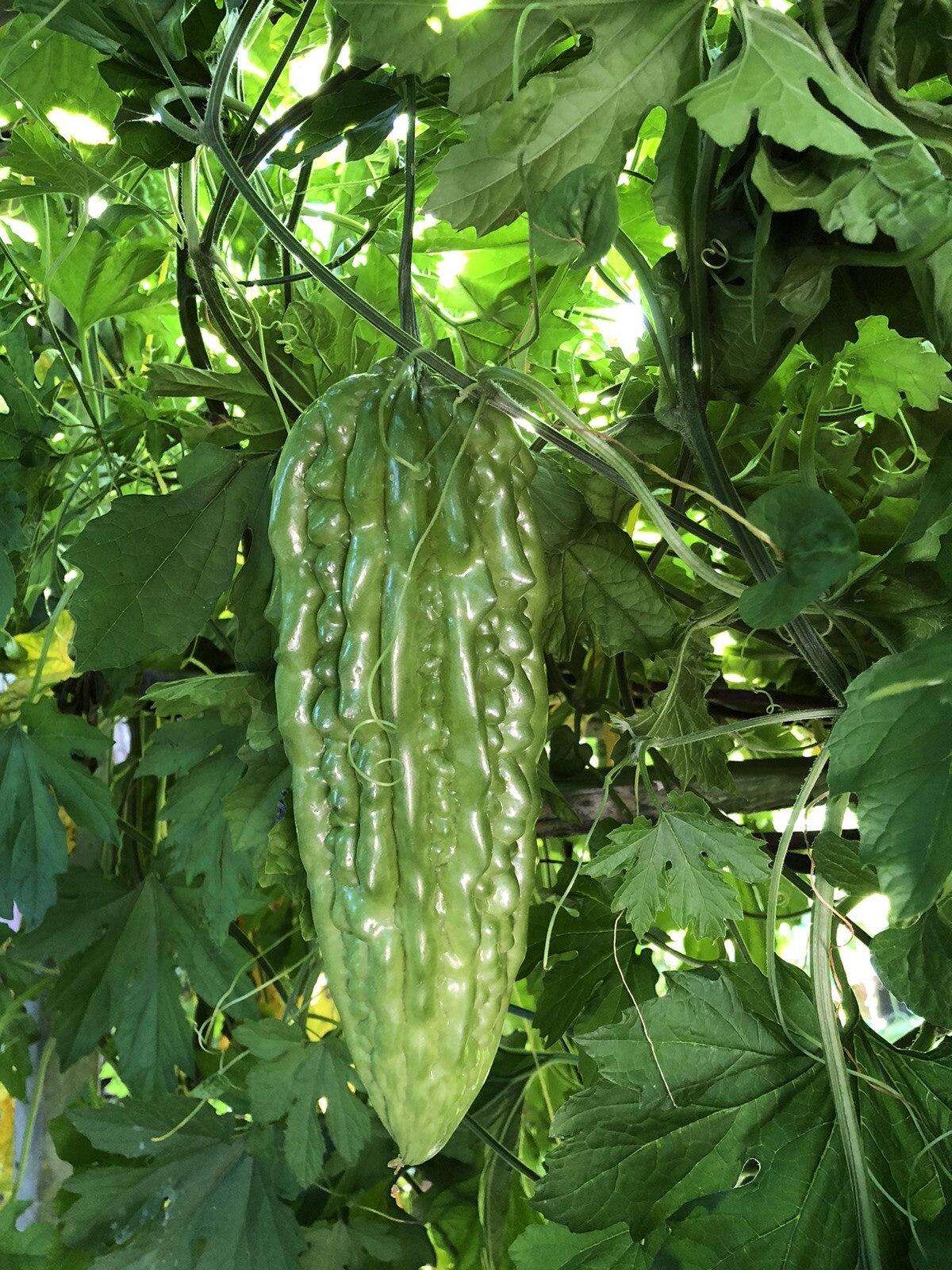 BitterMelon Starter Plant With Pot 6” Ready To Plant
