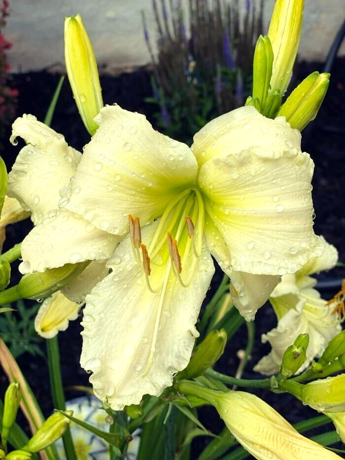 10 COCONUT LIME TWIST DAYLILY SEEDS – (Hemerocallis ‘Coconut Lime Twist’)
