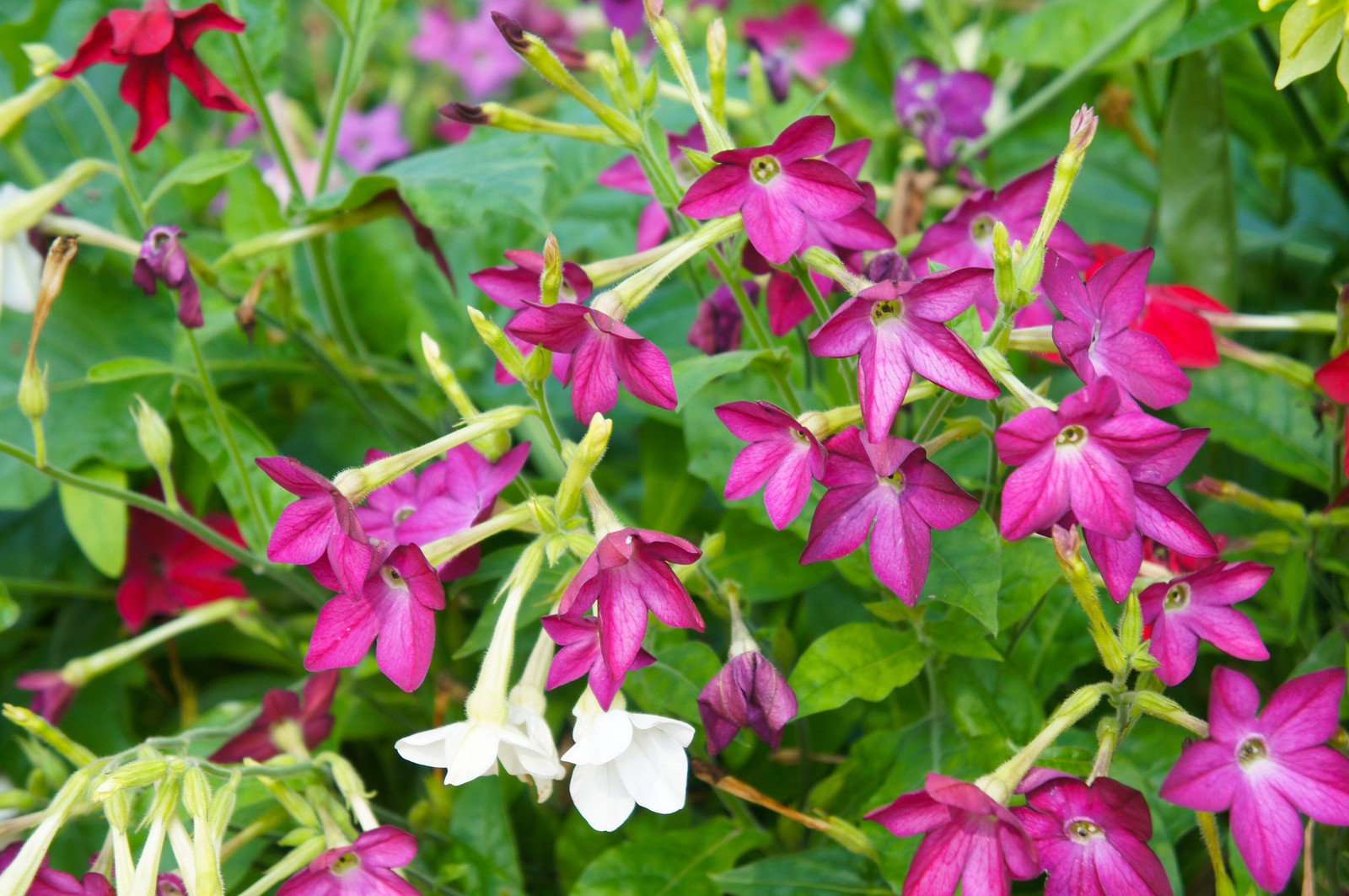 100 MIXED COLORS NICOTIANA Alata (Ornamental Flowering Tobacco) Flower Seeds
