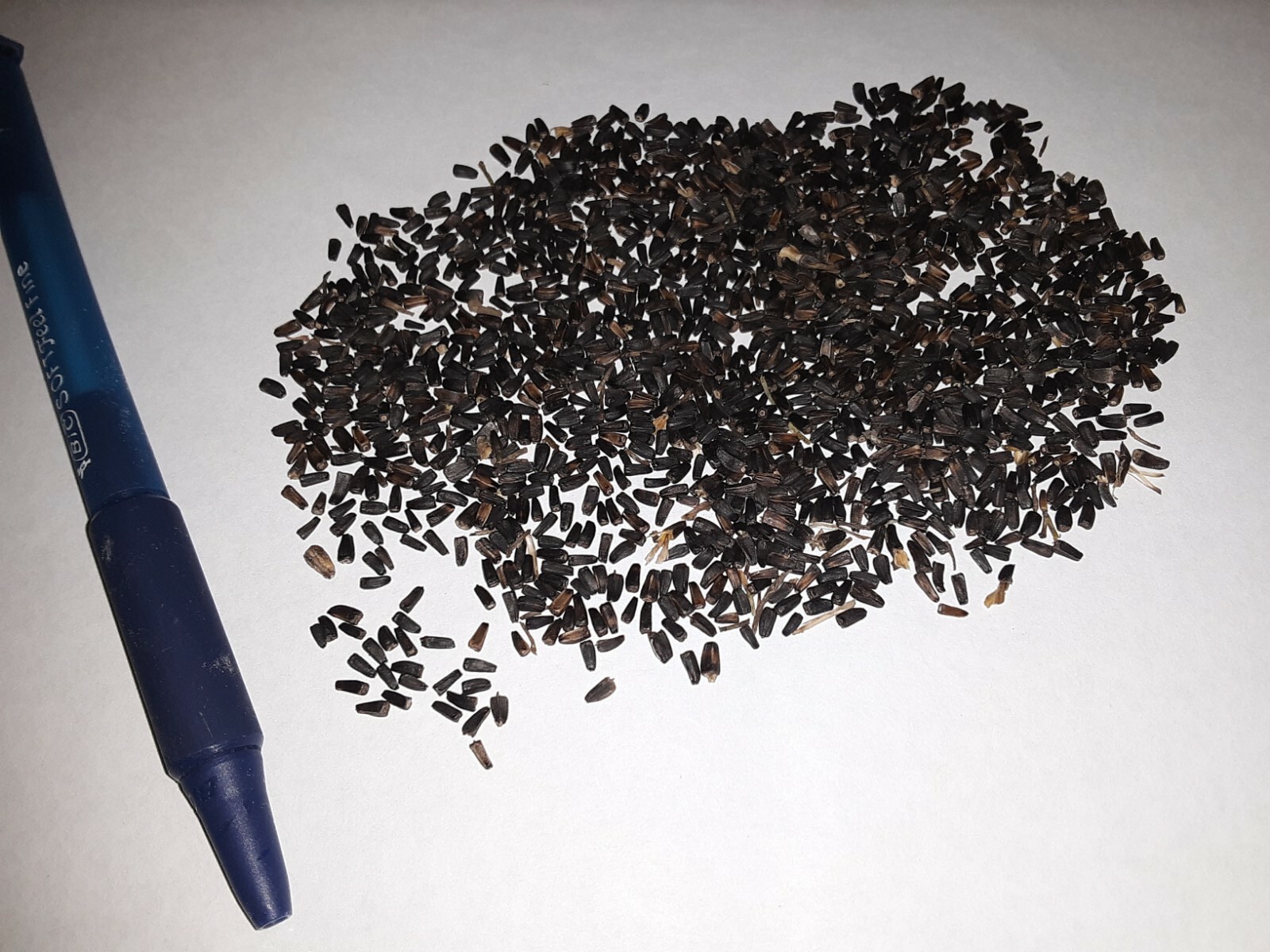 100+ OXEYE Sunflower Seeds (Heliopsis) ,Native perennial ,false sunflower.