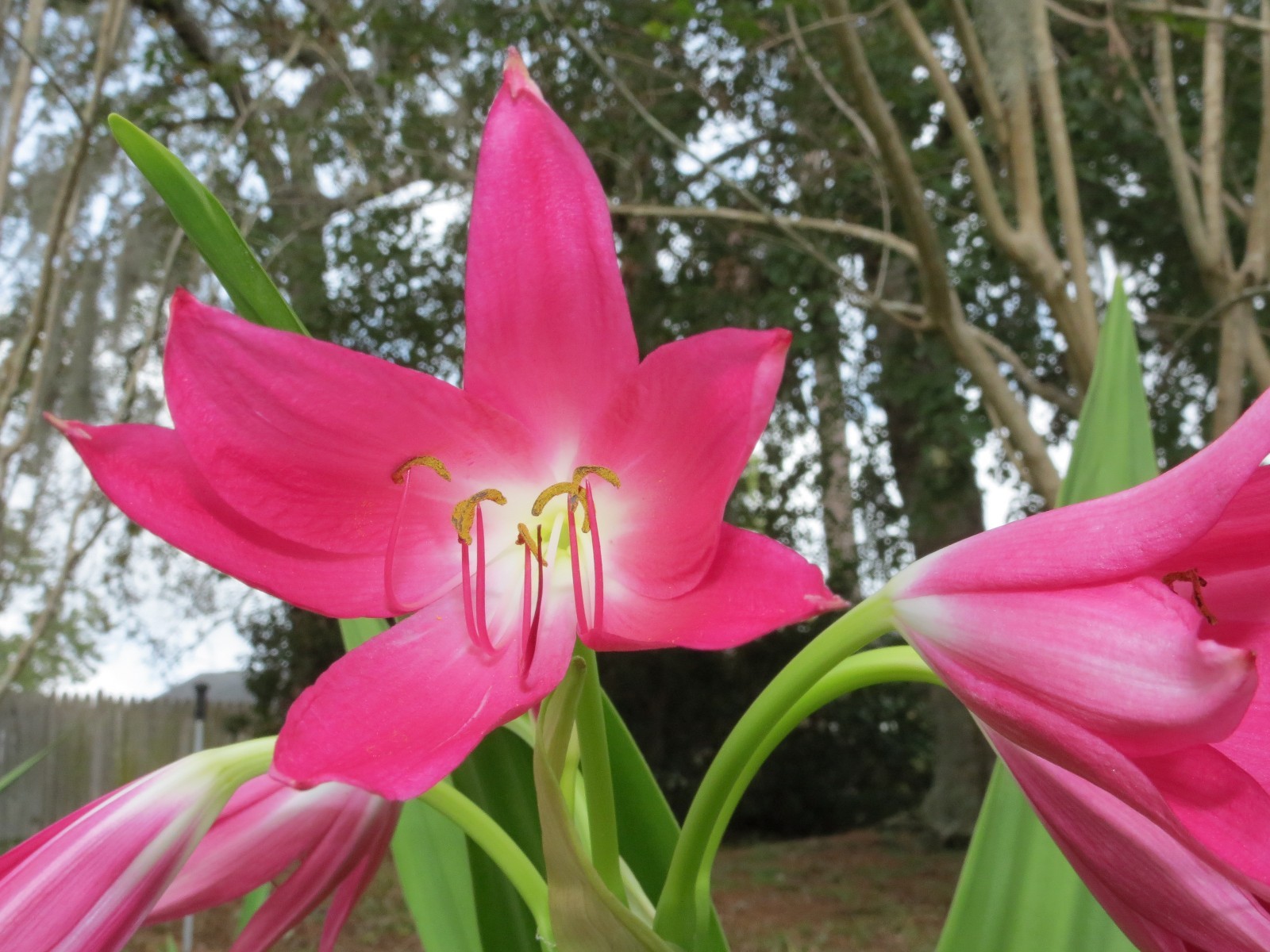 Crinum Lily, Mystery, medium-size bulb, NEW, fragrant