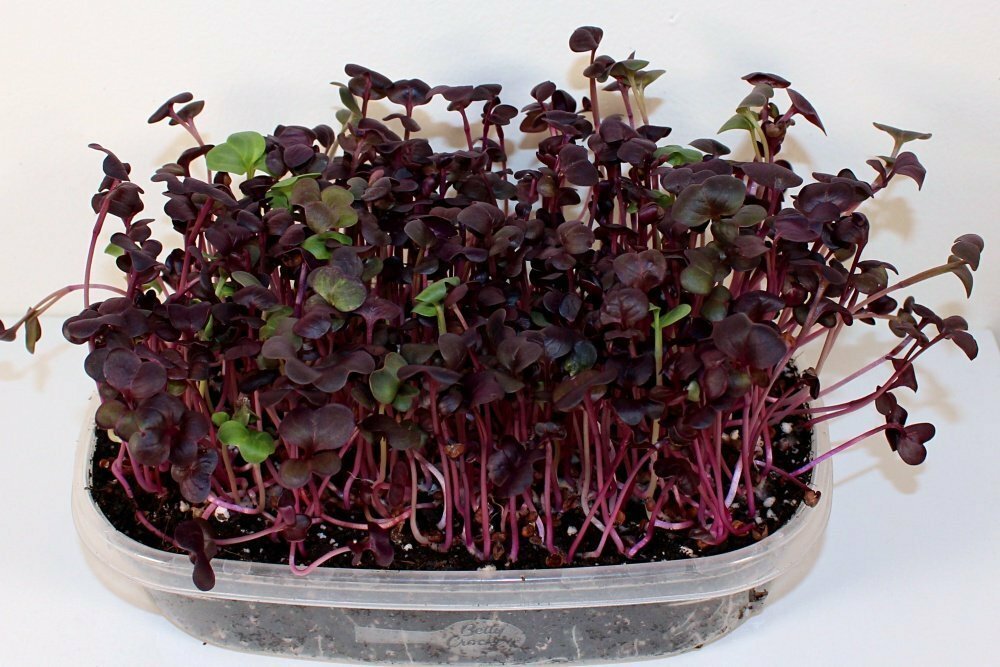 Rambo Radish 16 Ounce Microgreen Sprouting Seeds
