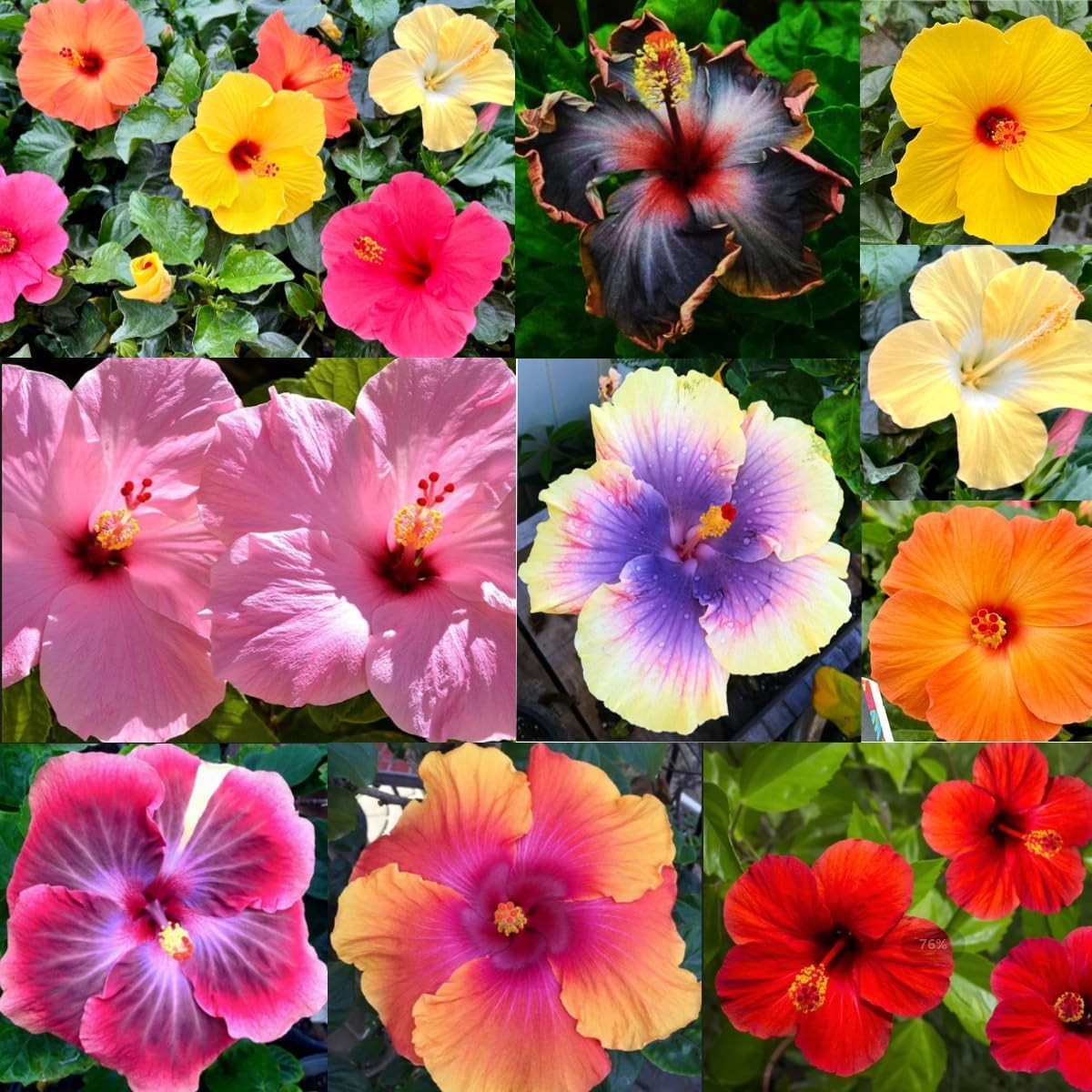 120+ PCS Mixed Giant Hibiscus Seeds for Planting Flowers Perennial Flower Out…