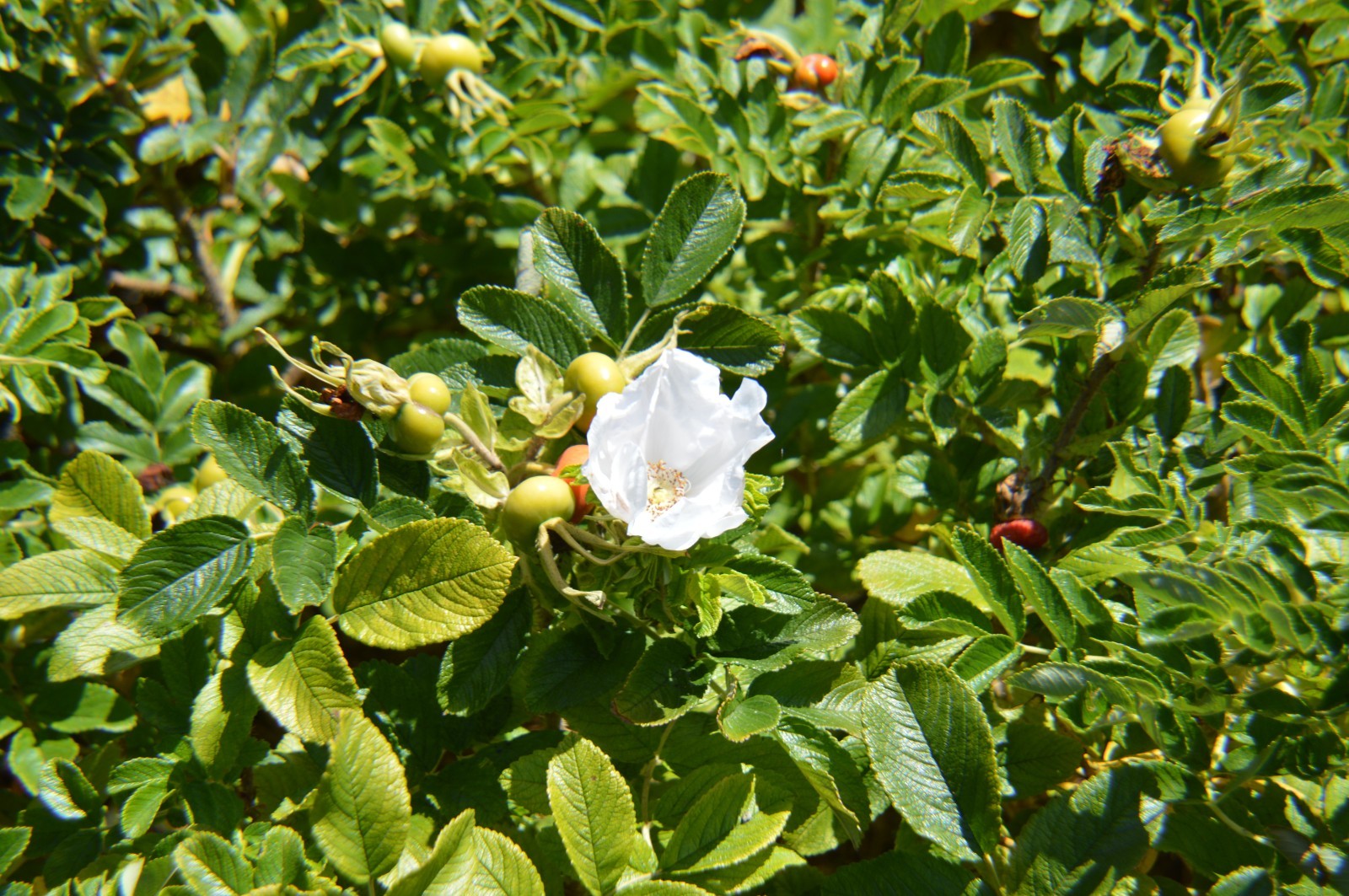 Rosa rugosa alba White Japanese rose 15 seeds