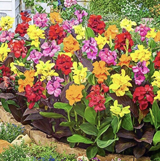5 Canna Lily Rhizome Bulbs “ Variety Pack” Mix Lot Of Colors 100% Organic