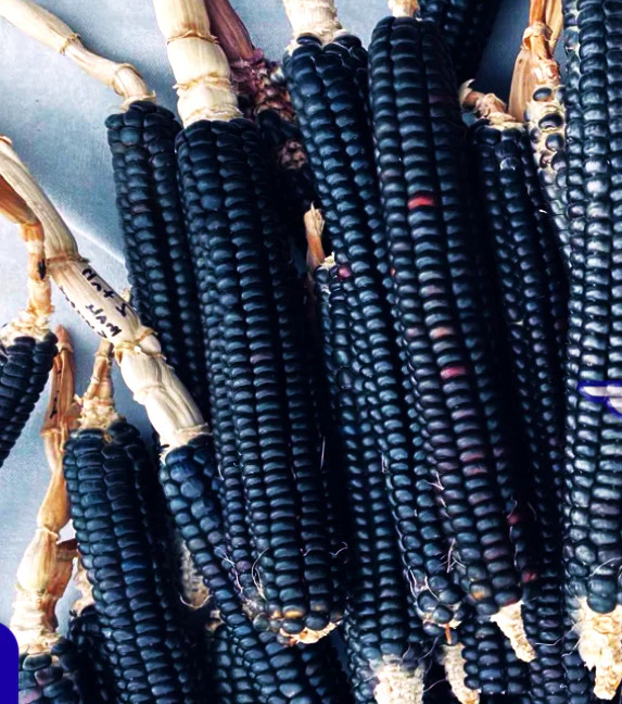 Blue Hopi Ornamental Corn Seeds – For 2025 Planting Ancient Traditional New