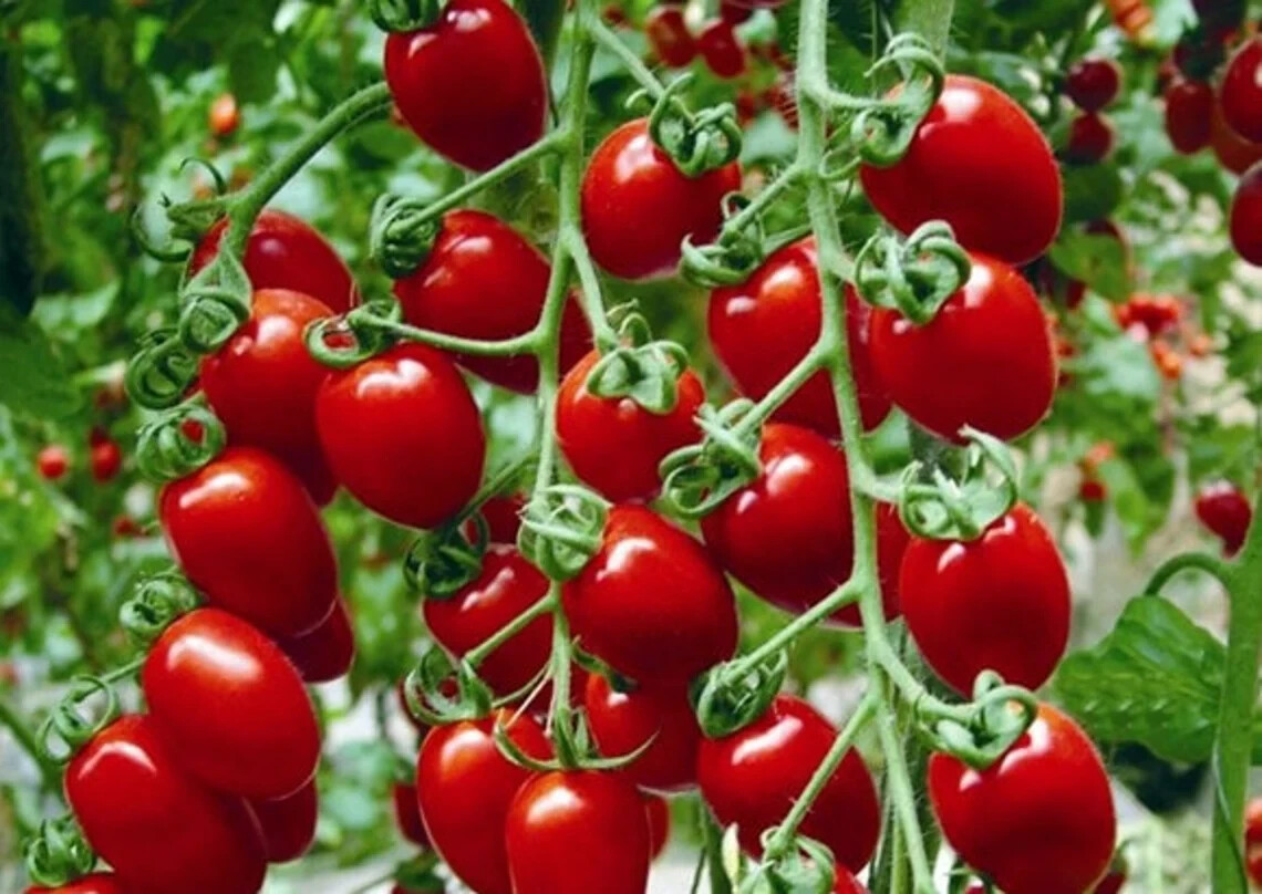 Super Sweet 100 Cherry Tomato Seeds – Non-GMO Heirloom