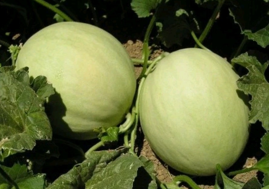 Honeydew Melon Seeds 50 ct Zones 4-11 Collected 2025