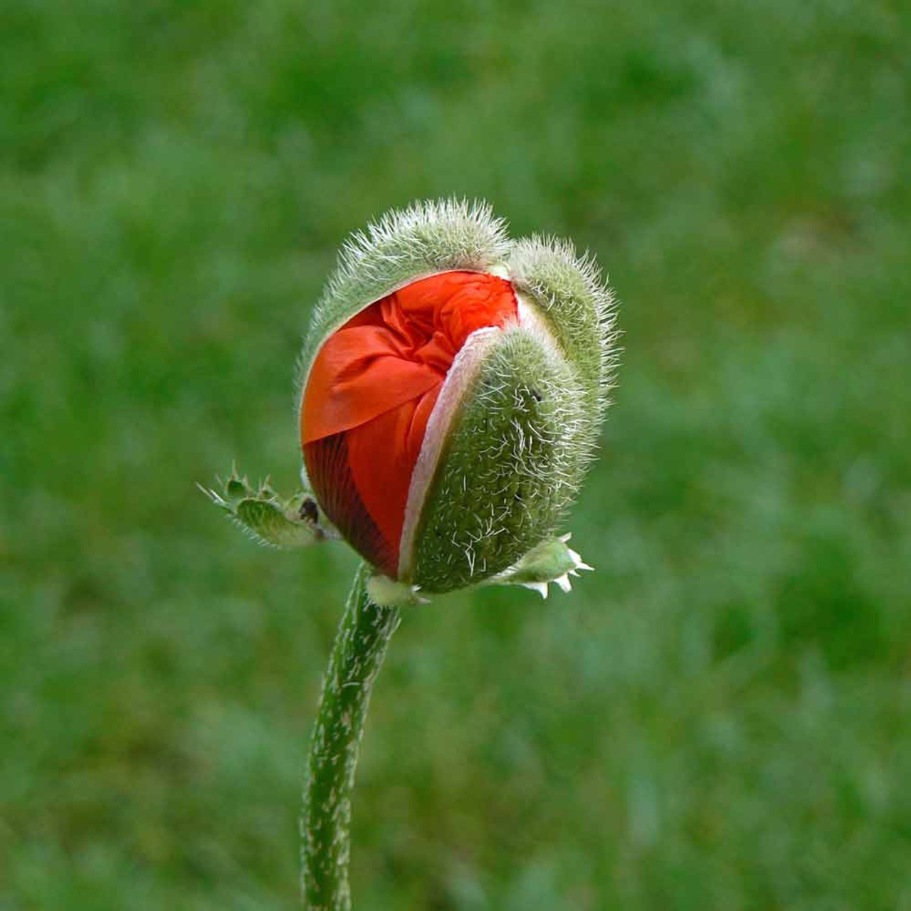 2000+ Poppy Seeds — Double Shirley — Red — Heirloom – NON GMO