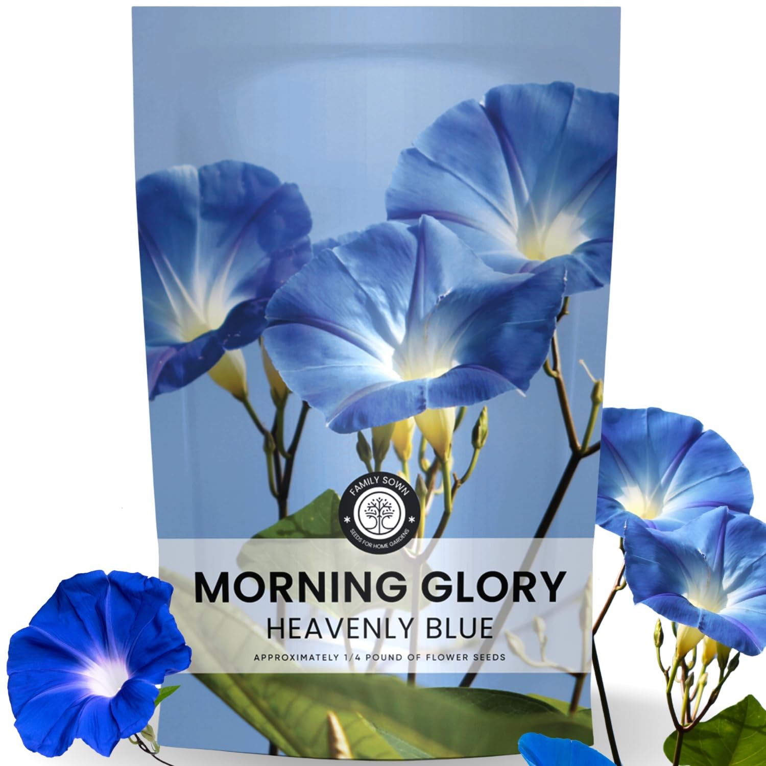 Heavenly Blue Morning Glory Seeds 3,000 Count for Planting, 4 Ounce Pouch