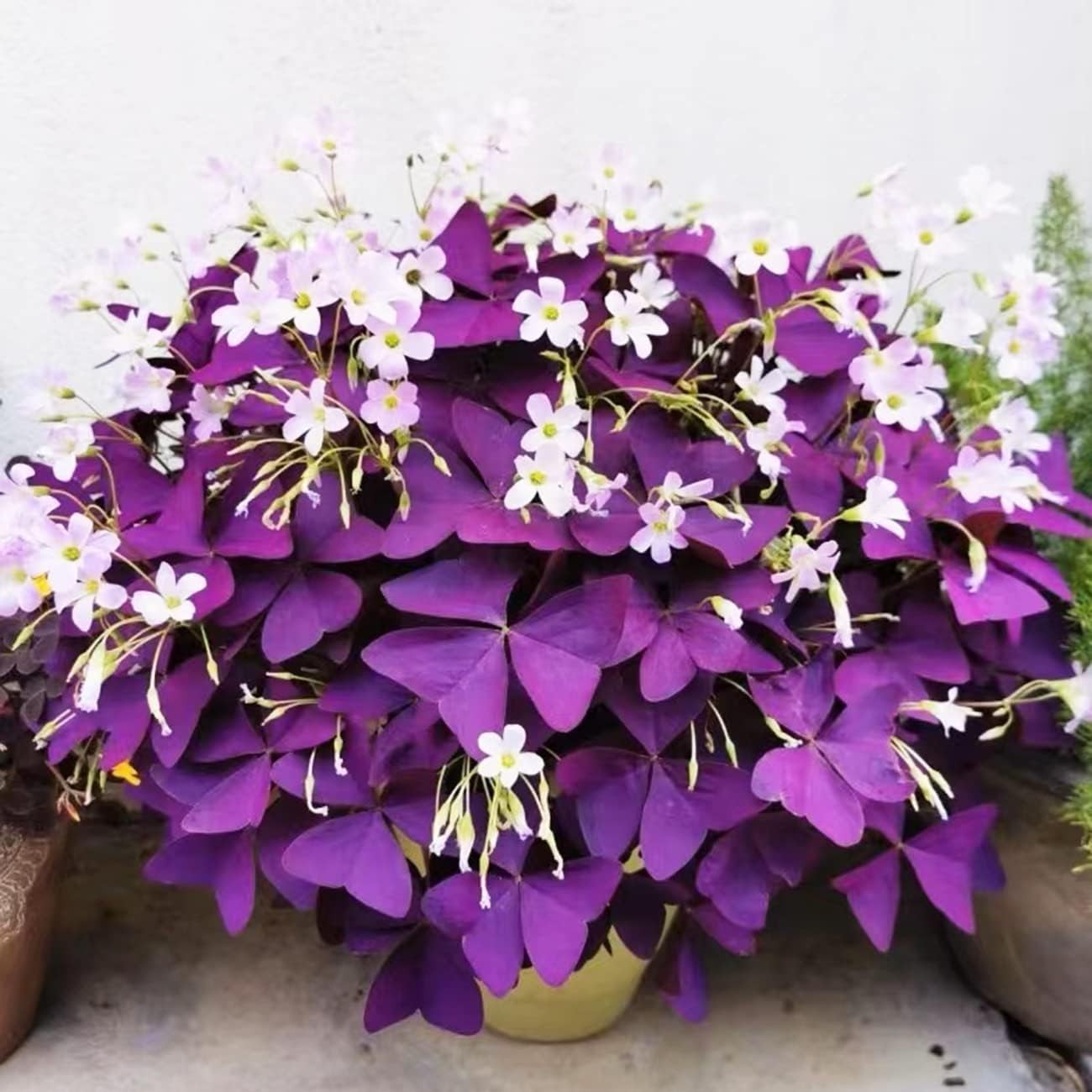 GMO-Free 12+ Purple Shamrock Bulbs for -Round Indoor & Outdoor Blooming