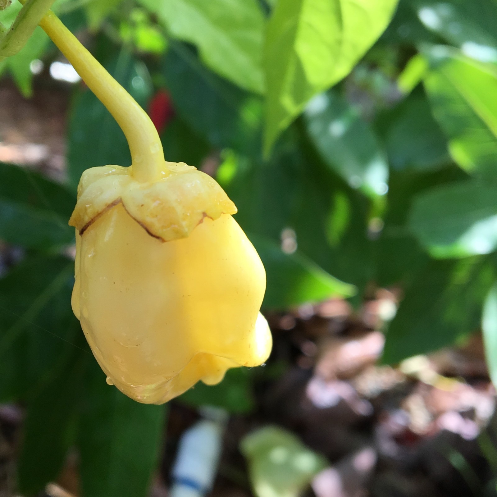 10+ White 7 Pot Bubblegum Pepper Seeds | Naturally Grown