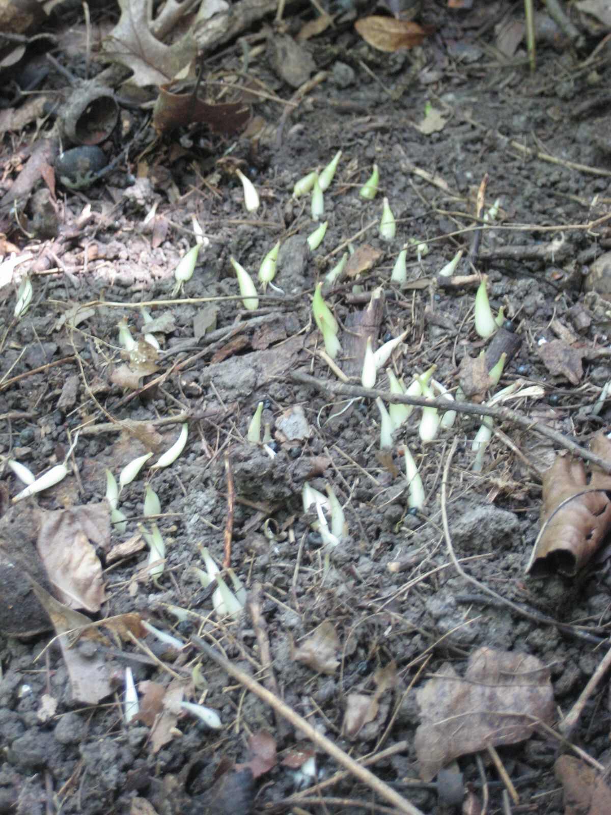 SUPER SALE 2023 RAMP SEEDS 11,200 SEEDS WILD LEEK 1/2 lb. ALLIUM TRICOCCUM