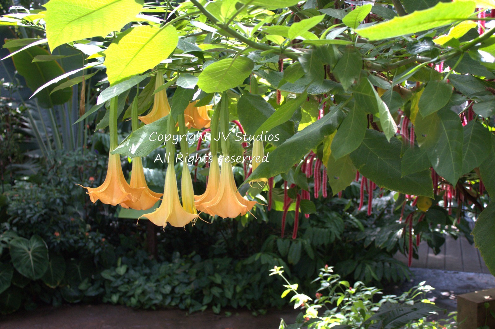 10 Tropical Seeds -Orange Angels Trumpet- Container Plant -Brugmansia suaveolens