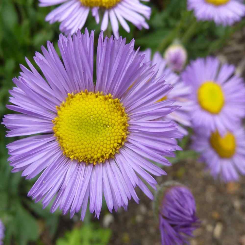 2000 Seeds Erigeron Seeds – Erigeron Speciosus Fleabane Daisy Flower Seed