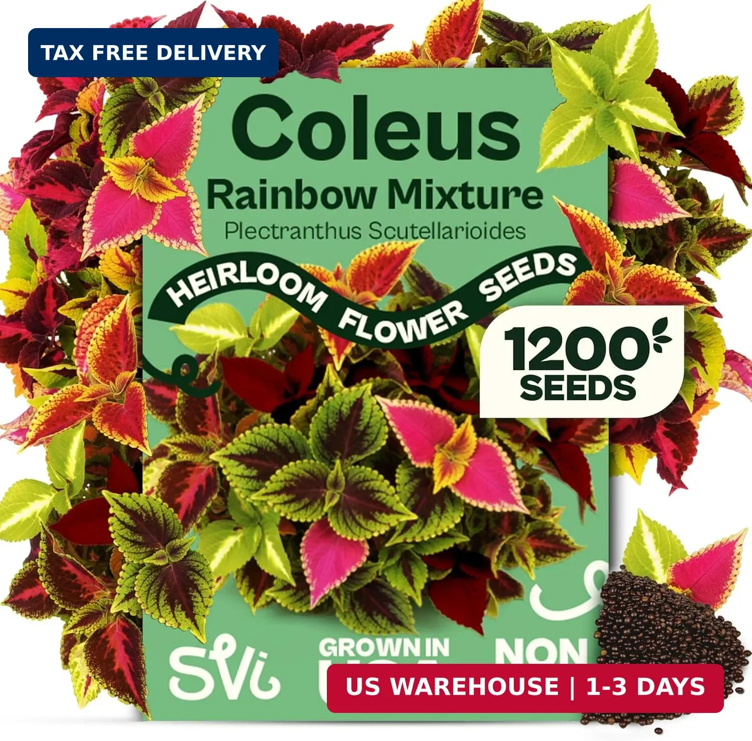 SVI 1200 Rainbow Coleus Seeds (Plectranthus Scutellarioides) – Painted Nettle Ga
