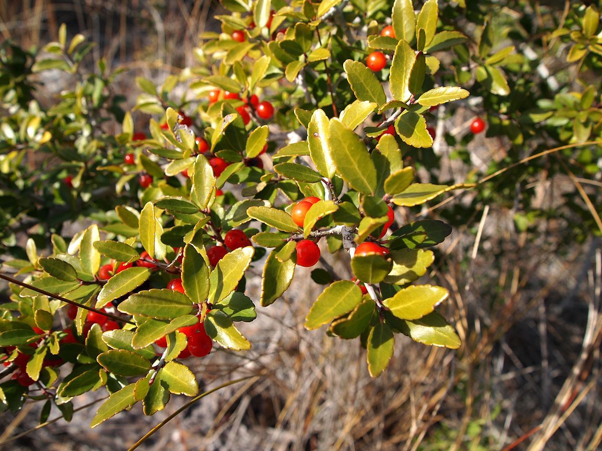 Ilex vomitoria YAUPON HOLLY Tree Seeds!