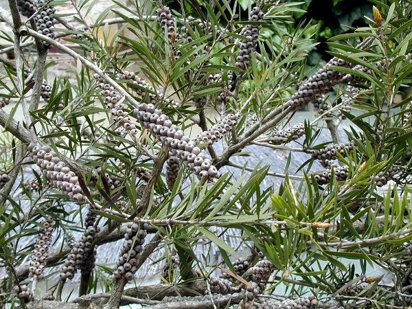 Callistemon rigidus | Stiff or Erect Bottlebrush | 100 Seeds