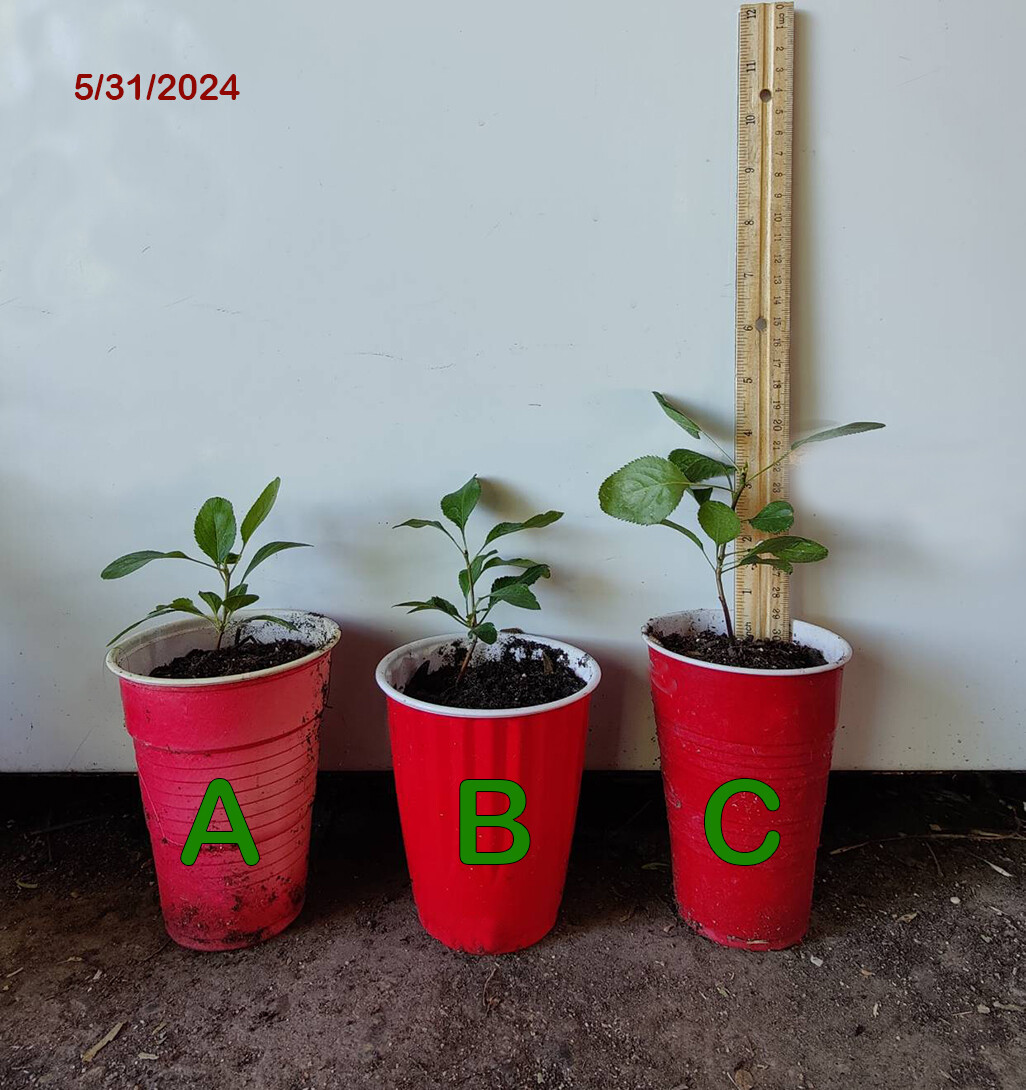 1 (One) Live Plant (Seedling) of “RED ANJOU PEAR” about 6-19″ Tall (ROOTED)