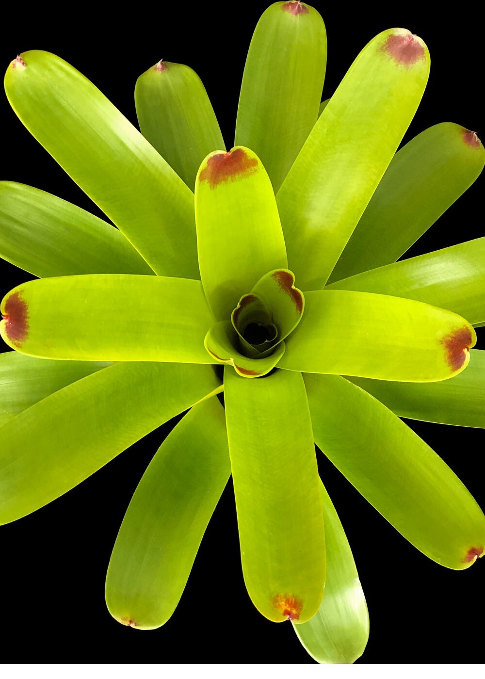 Bromelia – Vriesea Bone Fire 6″ pot – Live plant