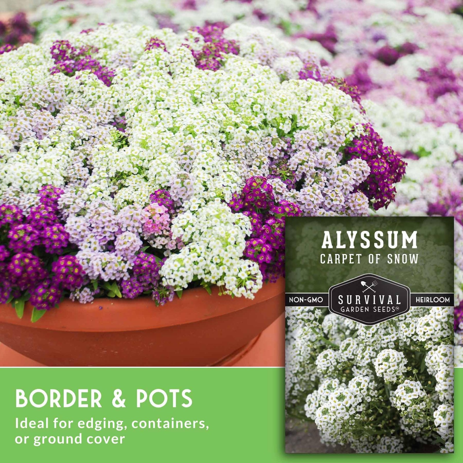 Alyssum Seeds for Planting Fragrant Ground Cover Flowers, NonGMO 5 Packs