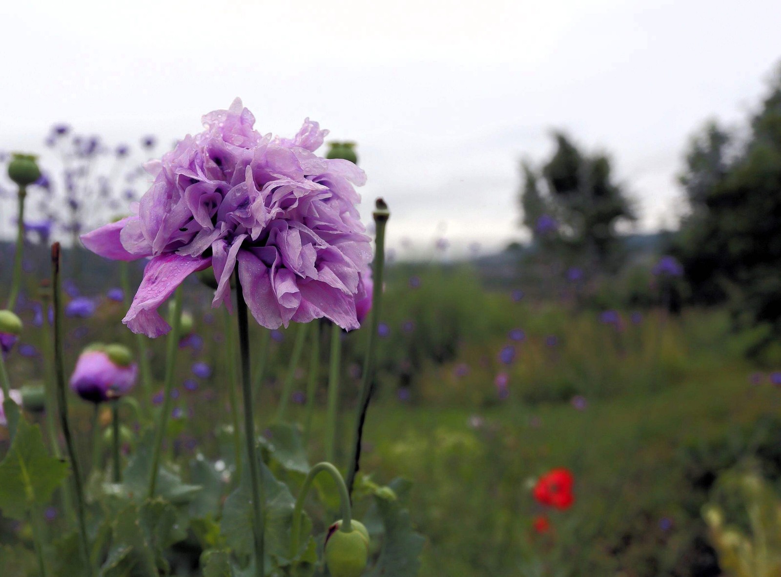 500 LILAC Pompom PEONY POPPY Papaver Laciniatum Purple Pompon Flower Seeds