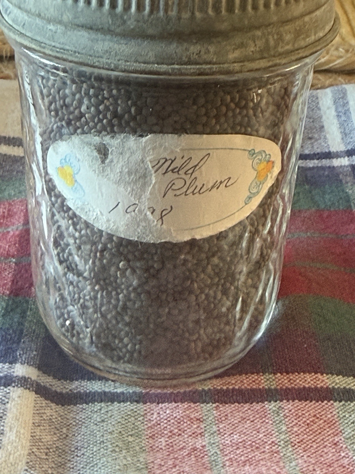 Gurnsey’s Seeds In Kerr Mason Jar – Late Flat Dutch Cabbage 4262