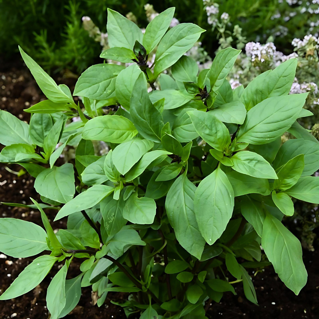 Fresh Sweet Large Leaf Thai Basil Seeds | Heirloom | Non-GMO | Asian Herb Seeds