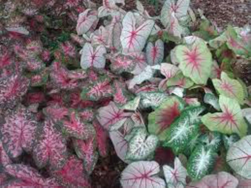 Caladium Bulbs, Fancy Mix, Pack of 10 (Ten), Easy to Grow, Colorful Mix, HOSTA,